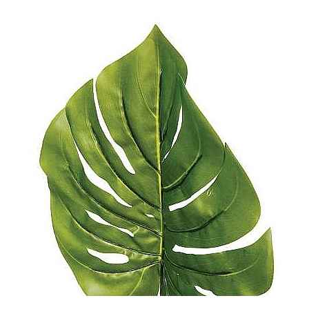 Tige philodendron monstera