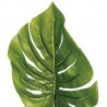 Tige philodendron monstera